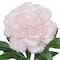 25.5" Peony Real Touch Stem by Ashland®